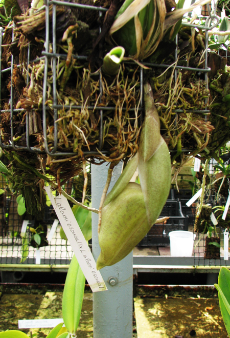 Stanhopea insignis.jpg