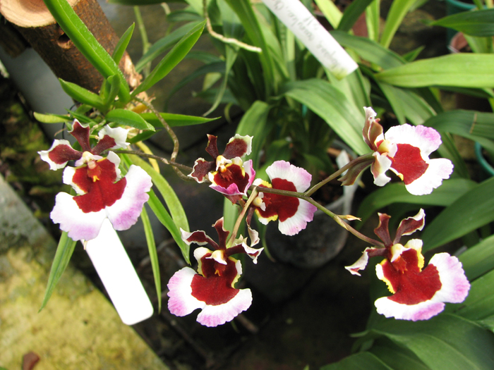 Oncidium (Tolumnia) Jairak Hybrids.jpg
