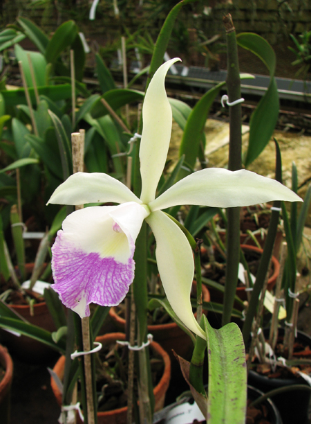 Laeliocattleya Plum Perfection x Brassavola perrinii.jpg