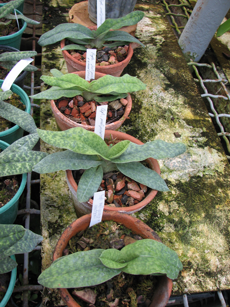 Paphiopedilum Memoria Larry Heuer (malipoense x emersonii).jpg