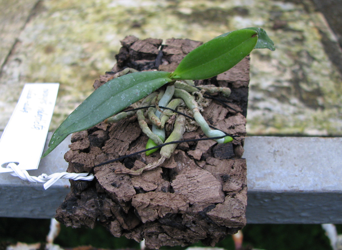 Aerangis rhodosticta.jpg