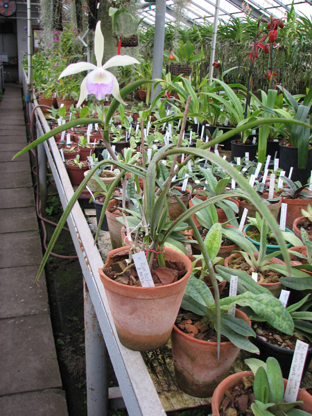 Laeliocattleya Plum Perfection x Brassavola perrinii.jpg