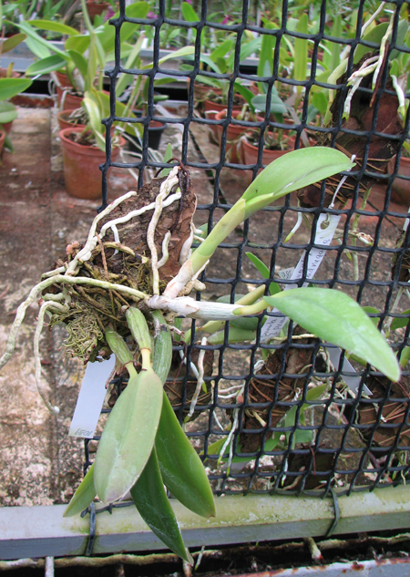Laelia pumila amoena 'AWZ' х Laelia pumila alba 'HI'.jpg