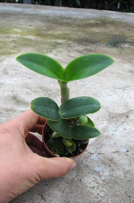 Cattleya nobilior amalie.jpg