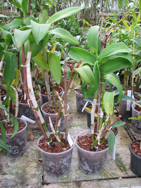 Dendrobium Nopporn Starbright.jpg