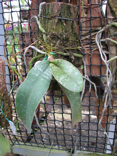 Phalaenopsis stuartiana.jpg
