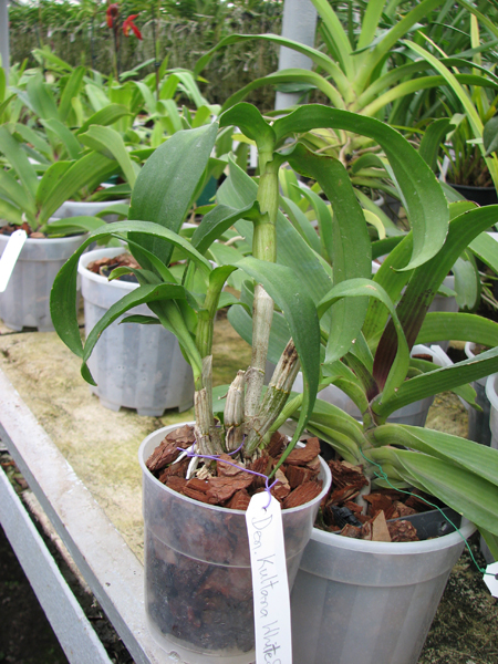 Dendrobium Kultana White Splash.jpg