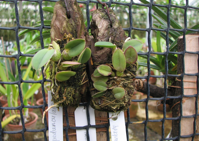 Sophronitis brevipedunculata 'Ouro Branco' x brevipedunculata 'Ouro Preto'.jpg