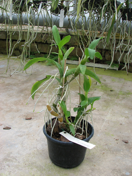 Dendrobium nobile.jpg