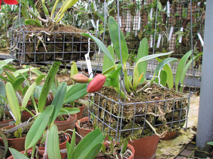 Sophrolaeliocattleya Fire Lighter 'Janet'.jpg