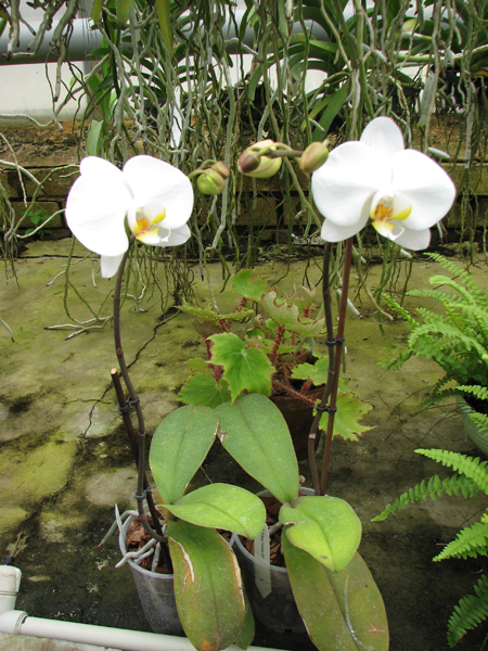 Phalaenopsis Sogo Yukidian 'V3'.jpg