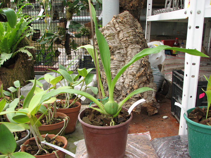 Zygopetalum 'Rhein Moonlight'.jpg
