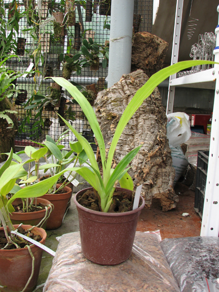 Zygopetalum Barbel Hohn.jpg