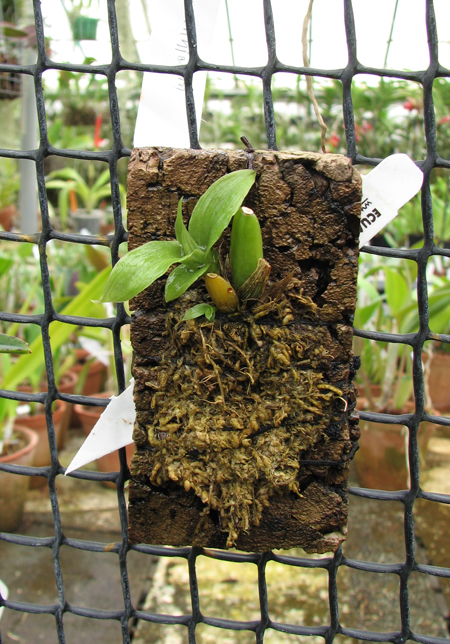 Paphinia herrerae.jpg