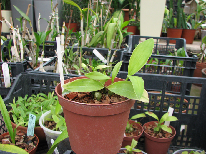 Coelogyne barbata.jpg