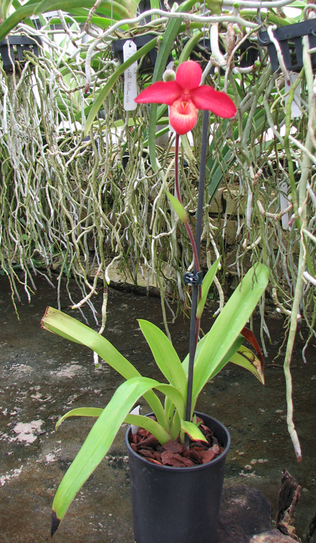 Phragmipedium Memory Dick Clements.jpg