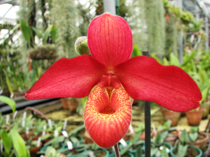 Phragmipedium Memory Dick Clements flower.jpg
