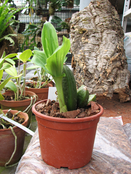 Angulocaste Pink Charm.jpg