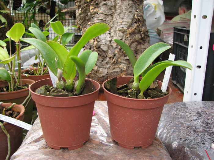 Laelia alaori x praestans.jpg