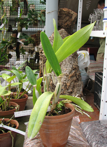 Laeliocattleya Azul Madoka 'Hsinying Blue Star'.jpg