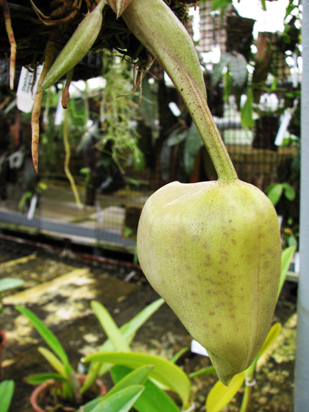 Stanhopea insignis.jpg