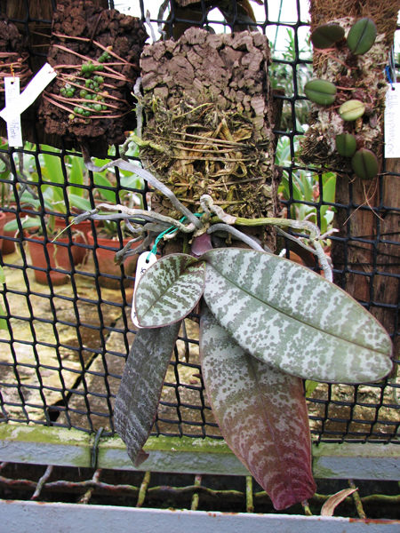 Phalaenopsis schilleriana.jpg