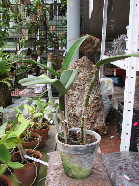 Laeliocattleya Sagarik Wax.jpg