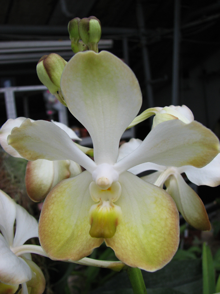 Фото орхидеи Vanda Rasri Gold x Vanda tessellata.jpg