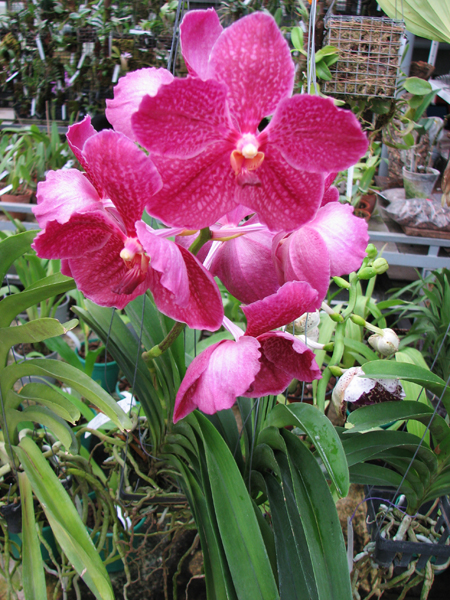 Ascocenda Miami Brown Spots x Vanda Pacharee Delight.jpg