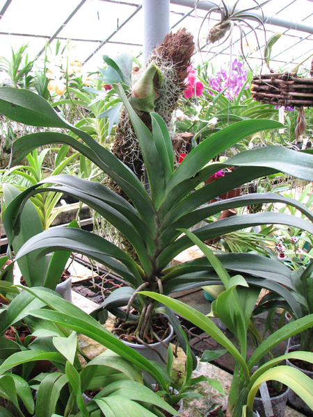 Angraecum Veitchii.jpg