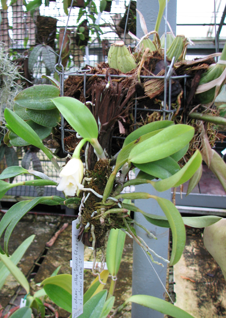 Laelia alaori alba 'Snow Flakes' x Laelia alaori alba 'SC'.jpg