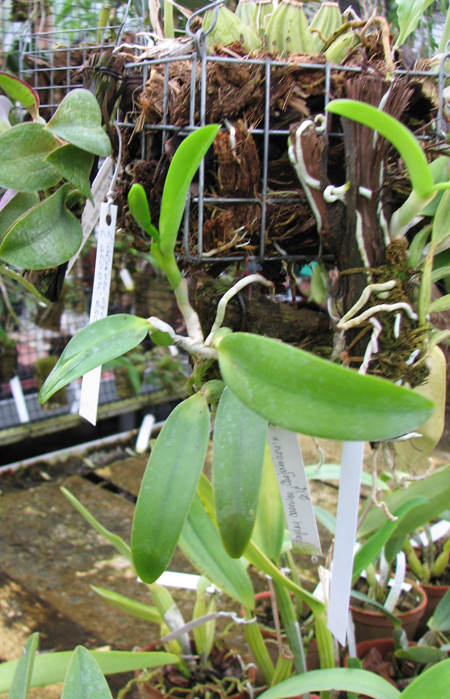 Laelia dayana coerulea 'Chojamaru' x SELF.jpg