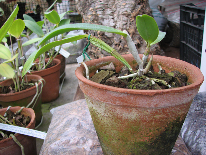 Cattleya violacea tipo 'Profusa' x Cattleya violacea tipo 'Redondinha'.jpg