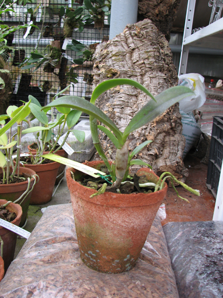 Cattleya violacea tipo 'Golias' x SELF.jpg