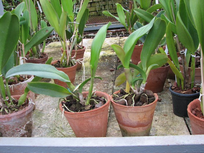 Brassolaeliocattleya Haadyai Delight 'Bangprom Gold'.jpg
