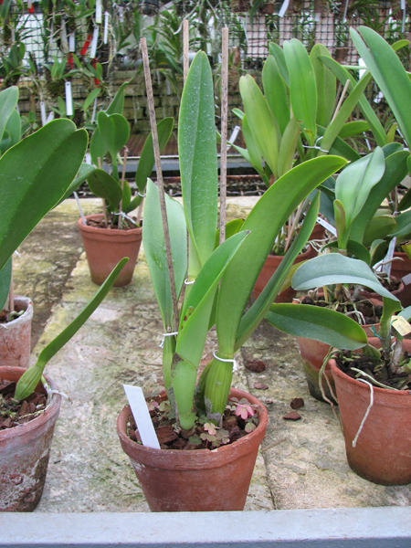 Brassolaeliocattleya Pink Empress 'Ju-Sen'.jpg
