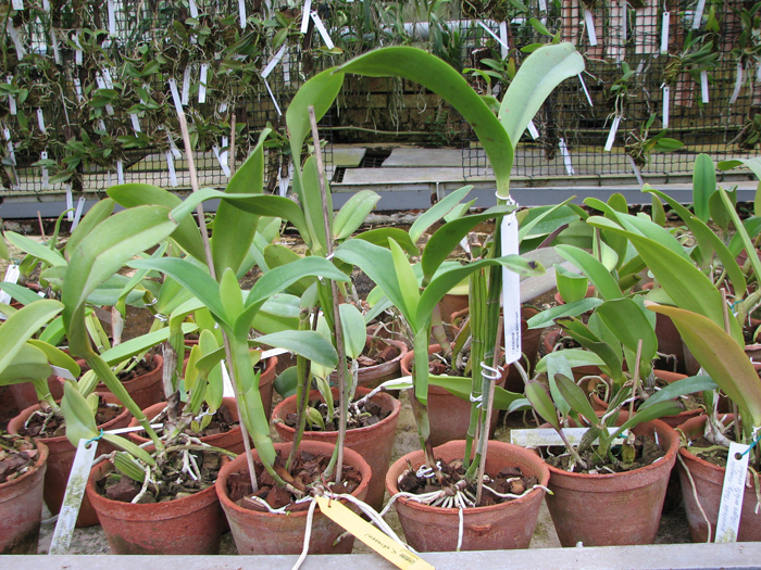 Cattleya skinneri.jpg