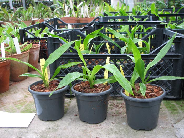 Zygonisia Cynosure 'Blue Water Sailing'.jpg