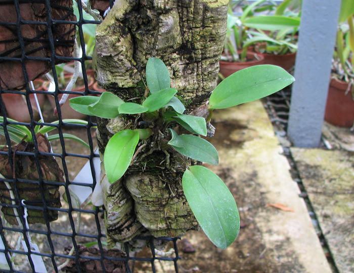 Dendrobium setigerum.jpg