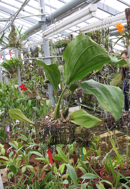 Stanhopea nigripes.jpg