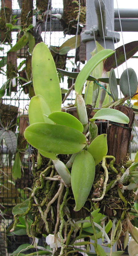 Cattleya dolosa var alba.jpg