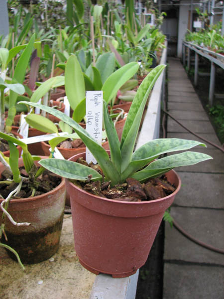 Paphiopedilum venustum alba.jpg