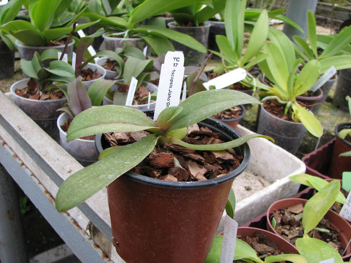 Asconopsis Jiaho's Orange.jpg