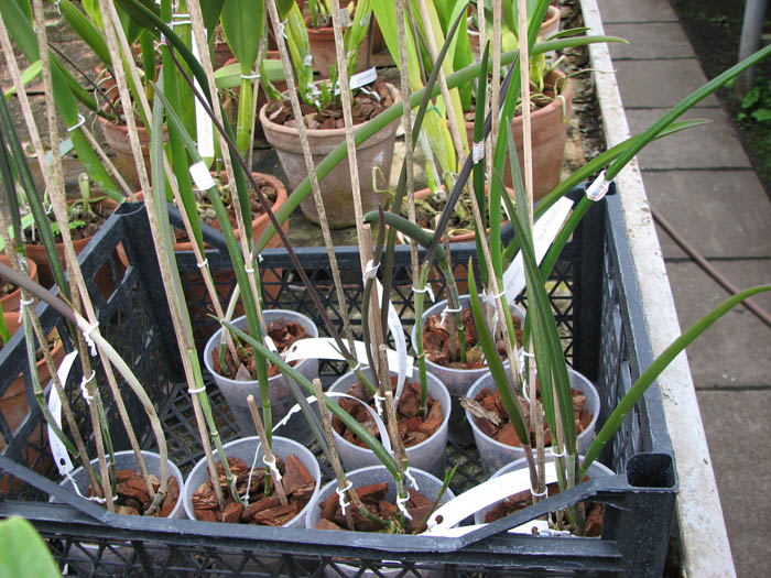 Brassavola David Sander.jpg