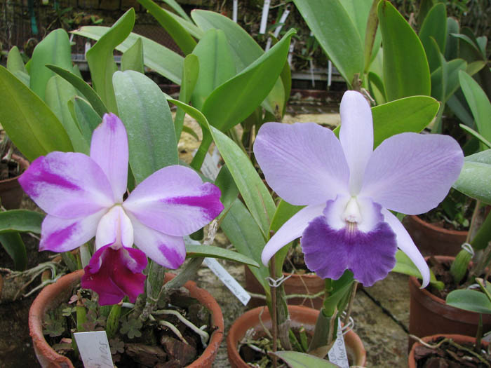 Laeliocattleya.jpg