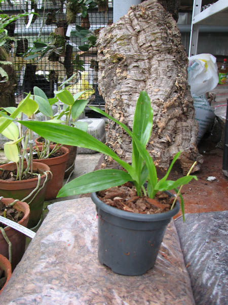 Zygonisia Cynosure 'Blue Water Sailing'.jpg