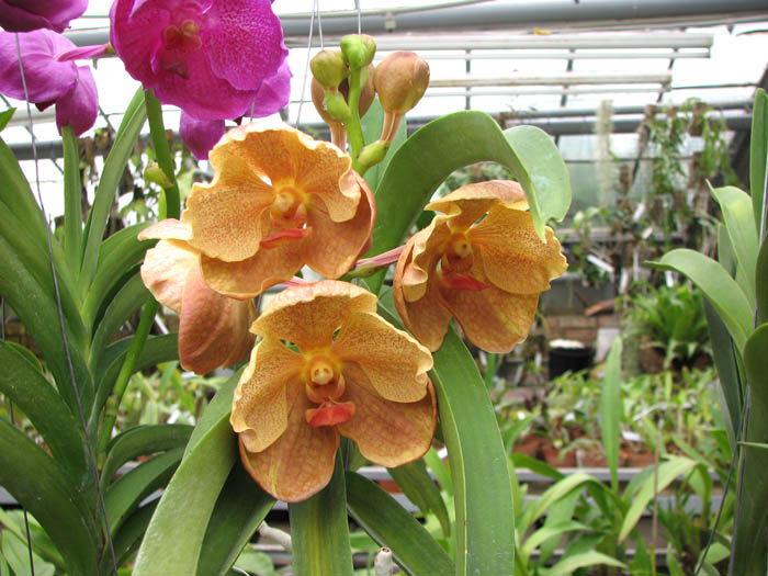 Ascocenda Laurel Paul x Vanda Pranermprai.jpg