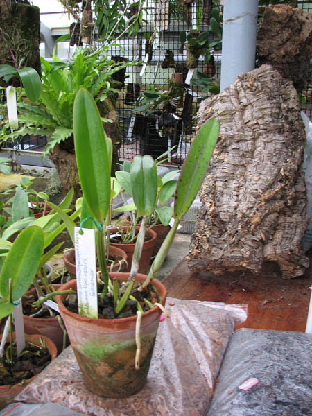 Cattleya lueddemanniana coerulea (Siquesique x Amparo) x Cattleya lueddemanniana tipo escura 'Guacamuco'.jpg