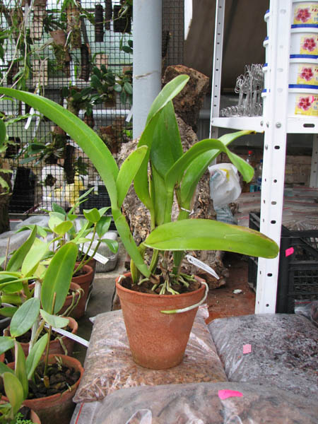 Laeliocattleya Orglade's Grand 'Yu Chang Beauty' (Mildred Rives x Persepolis).jpg