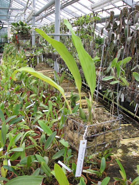 Stanhopea grandiflora.jpg